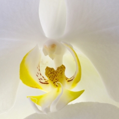 Orchid. Seminole, Florida. 2011.