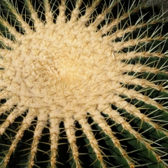 Cactus. New York Botanical Garden. Bronx, NY. 2015.